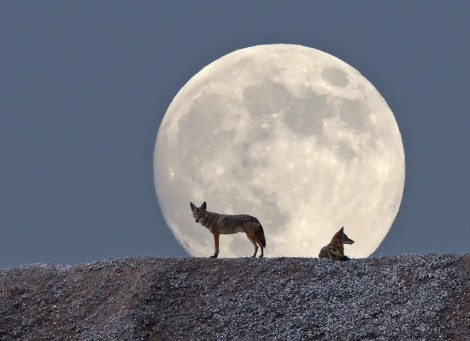 Night of the Coyotes by Tim J.