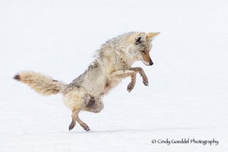 Coyote Dancing Pouncing by Cindy Goeddel  (click image for website)