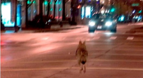 coyote-chicago
