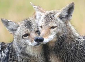 coyote-couple