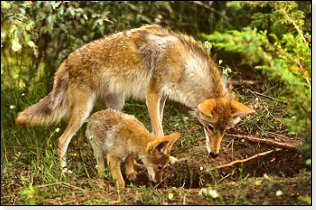 coyote-mother-and-pup