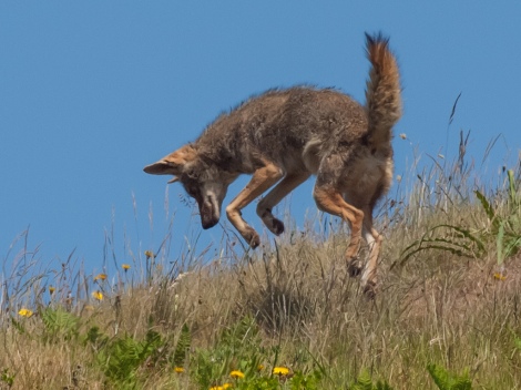 coyote_canis_latrans
