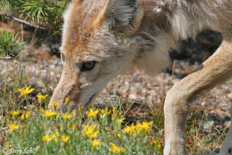 Coyote Smelling Flowers